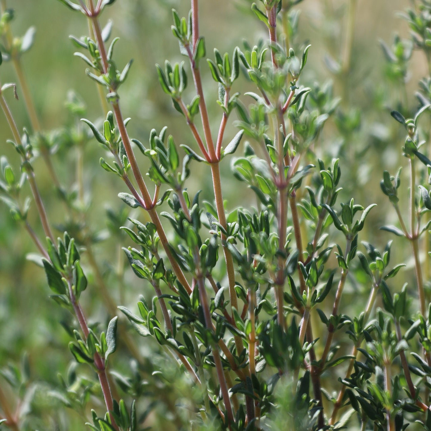 Thyme - Seed Savers Exchange - Organic
