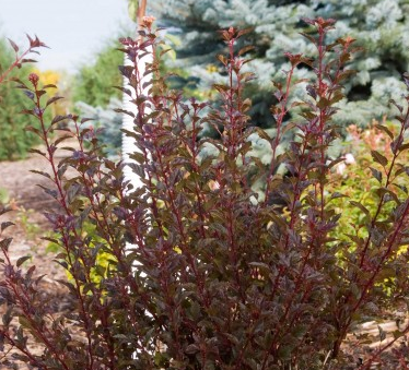 Physocarpus opulifolius Little Devil Ninebark #2 BN