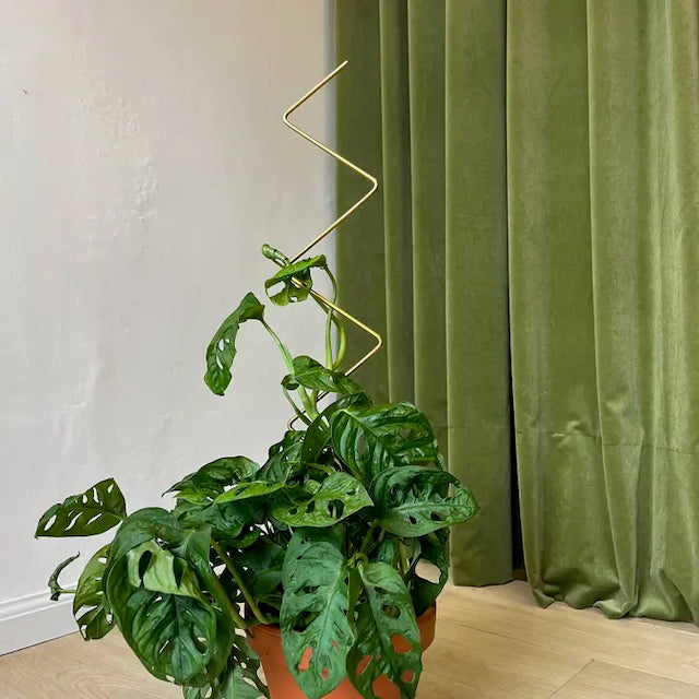 Botanopia Houseplant Supports - Golden Trellises