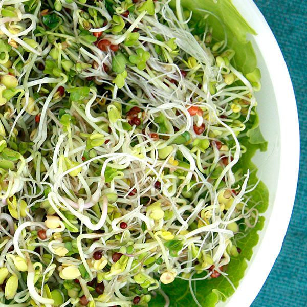 Sprouting Seeds 'Broccoli Blend' - High Mowing Organic Seeds - 3oz