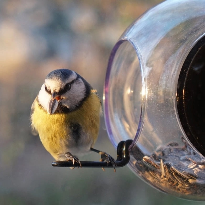 Bird Feeder - Window Mount Globe with 2 Perches