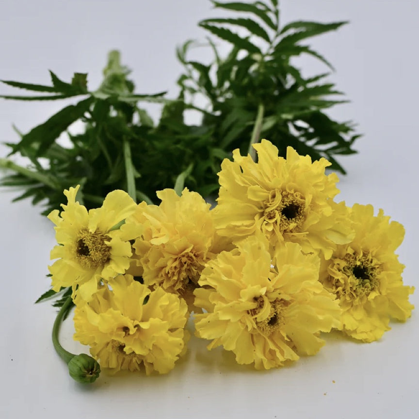 Marigold 'Afternoon Lemonade' Driftless Seed Supply - Organic