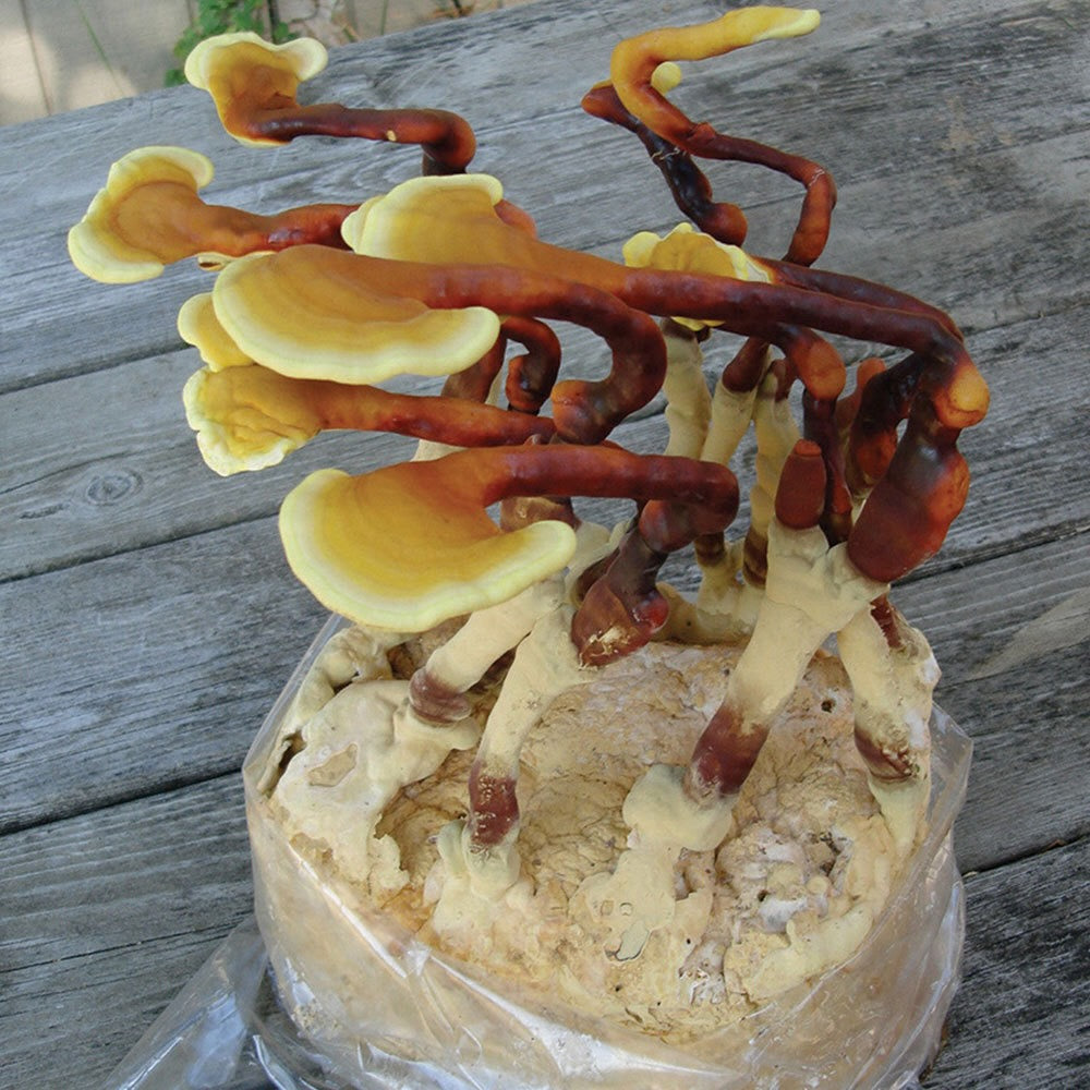 Field & Forest - Mushroom Table Top Farm Kits