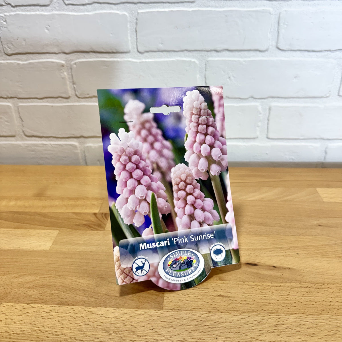 Bulb Muscari Pink Sunrise 5pk
