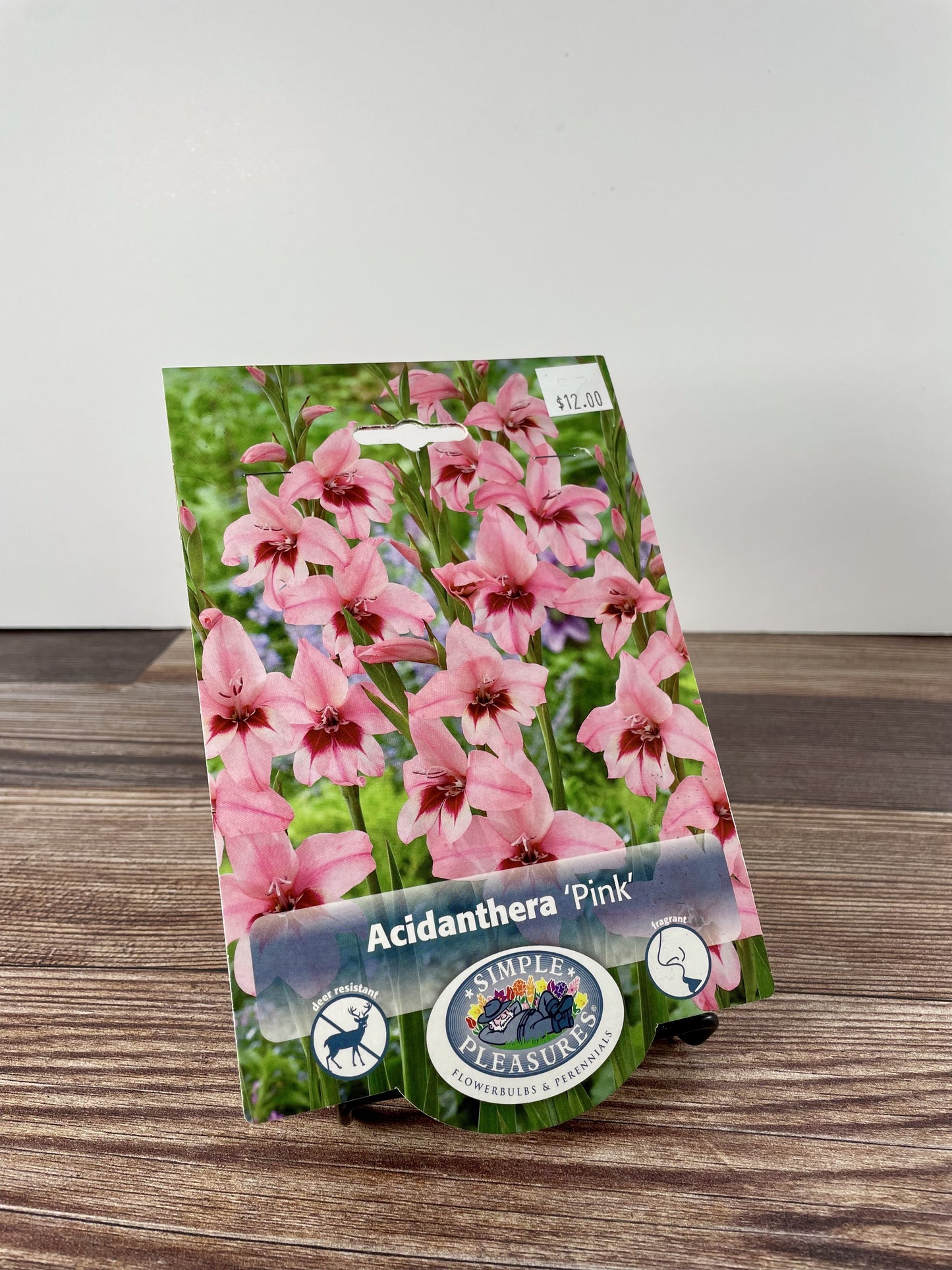 Bulb, Acidanthera 'Pink' 8/10 8pk