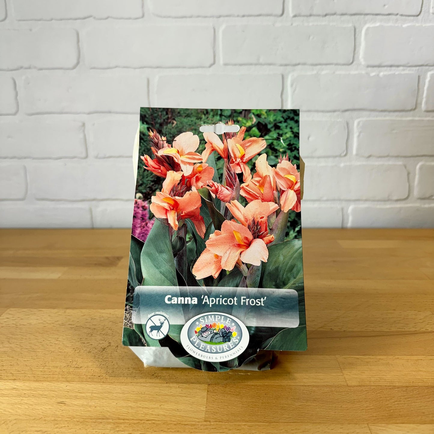 Bulb, Canna 'Apricot Frost' 1pk
