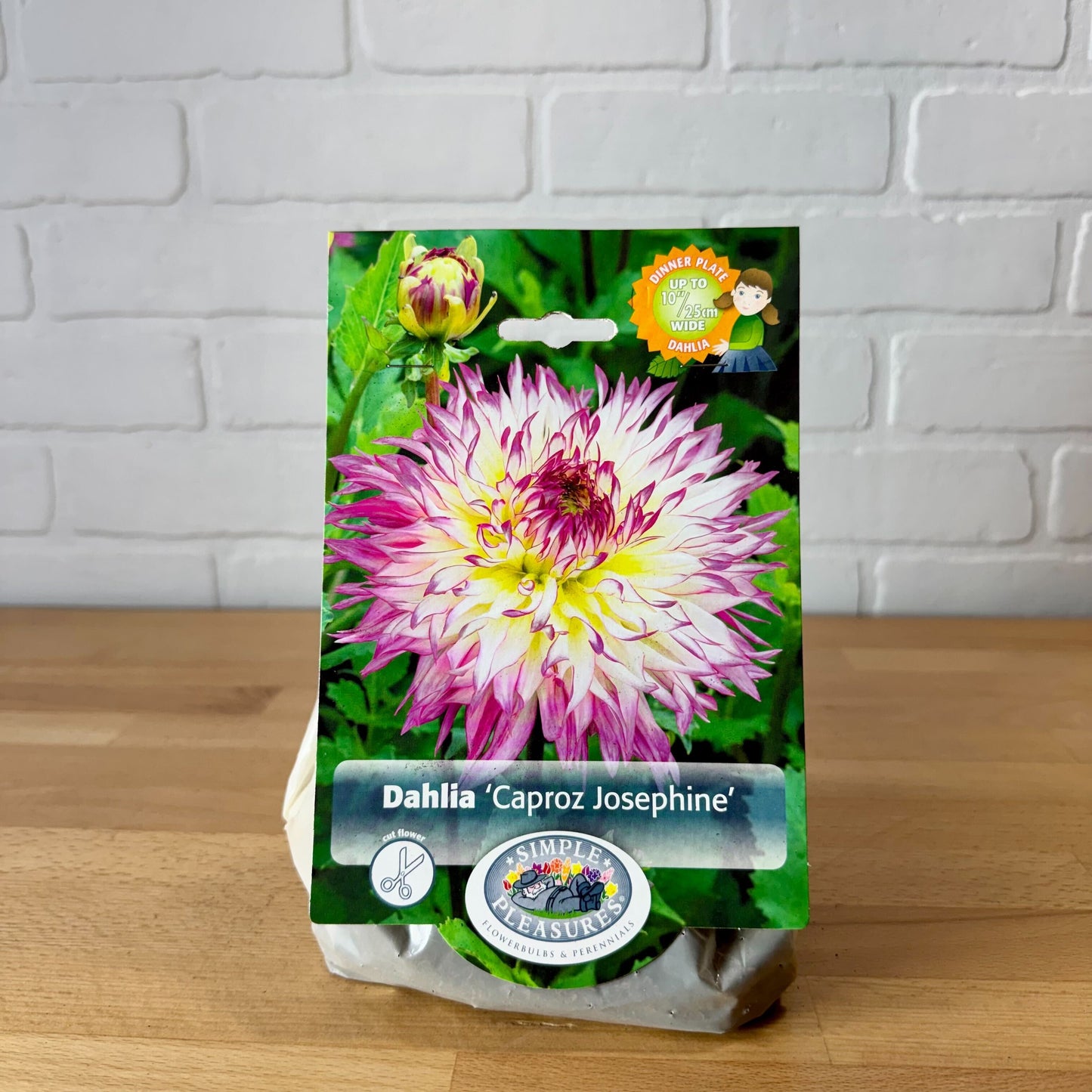 Bulb, Dahlia Fimbriata 'Caproz Josephine' 1pk