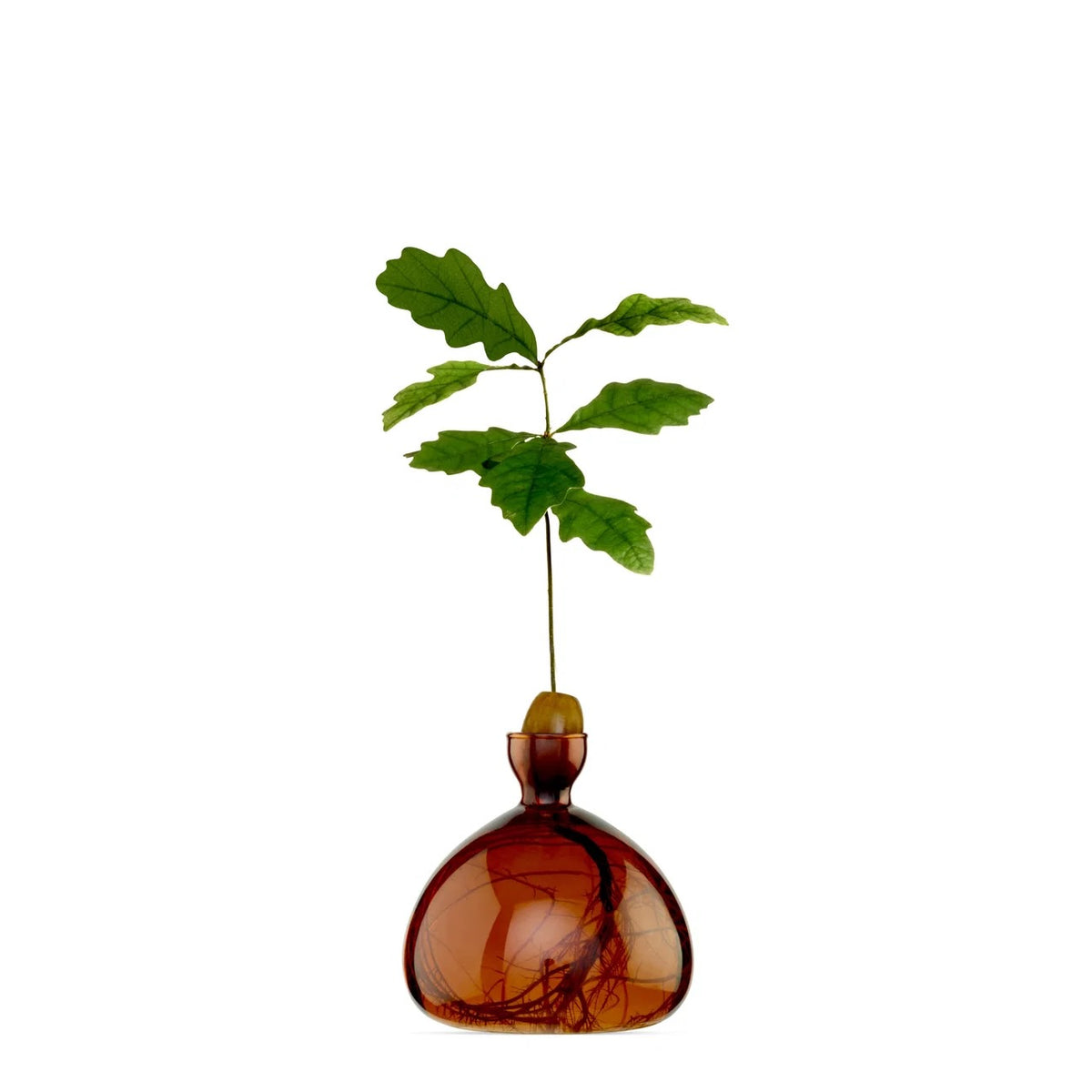 Ilex Studio Vase - The Acorn Vase