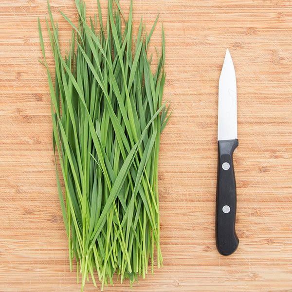 Wheatgrass Shoots - High Mowing Organic Seed - 2oz