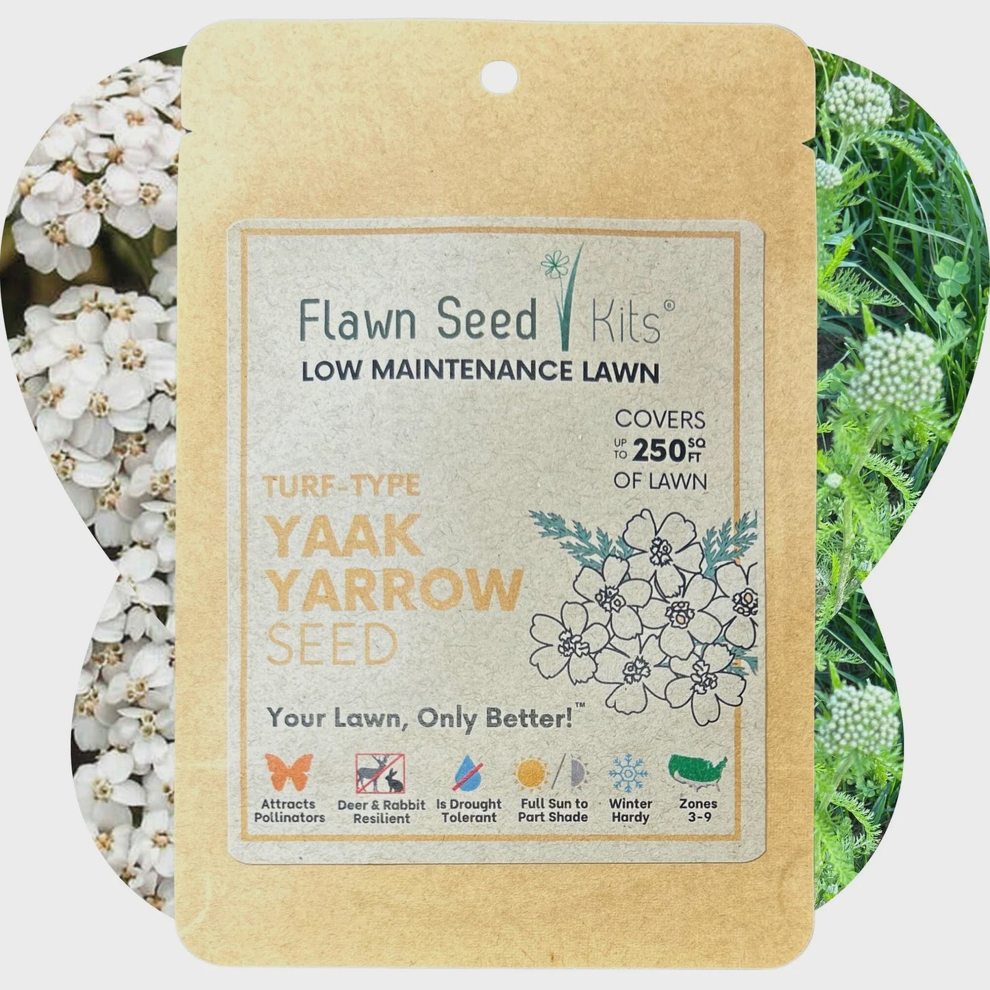 Bee Lawn Single Species Seed - Yaak (Turf-Type) Yarrow Seeds (achillea millefolium var. 'yaak)