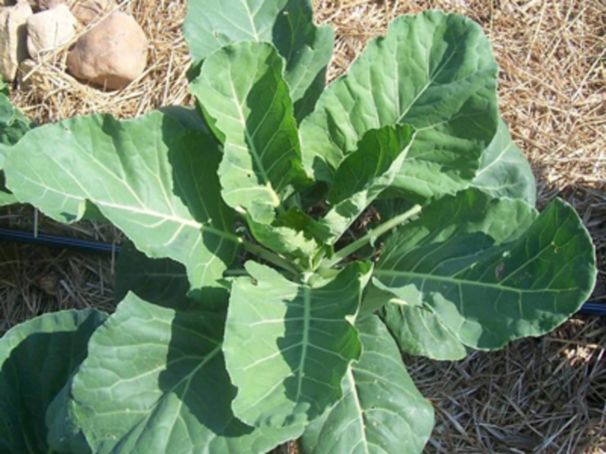 Collard 'Georgia Green' Southern Exposure Seed Exchange - Organic