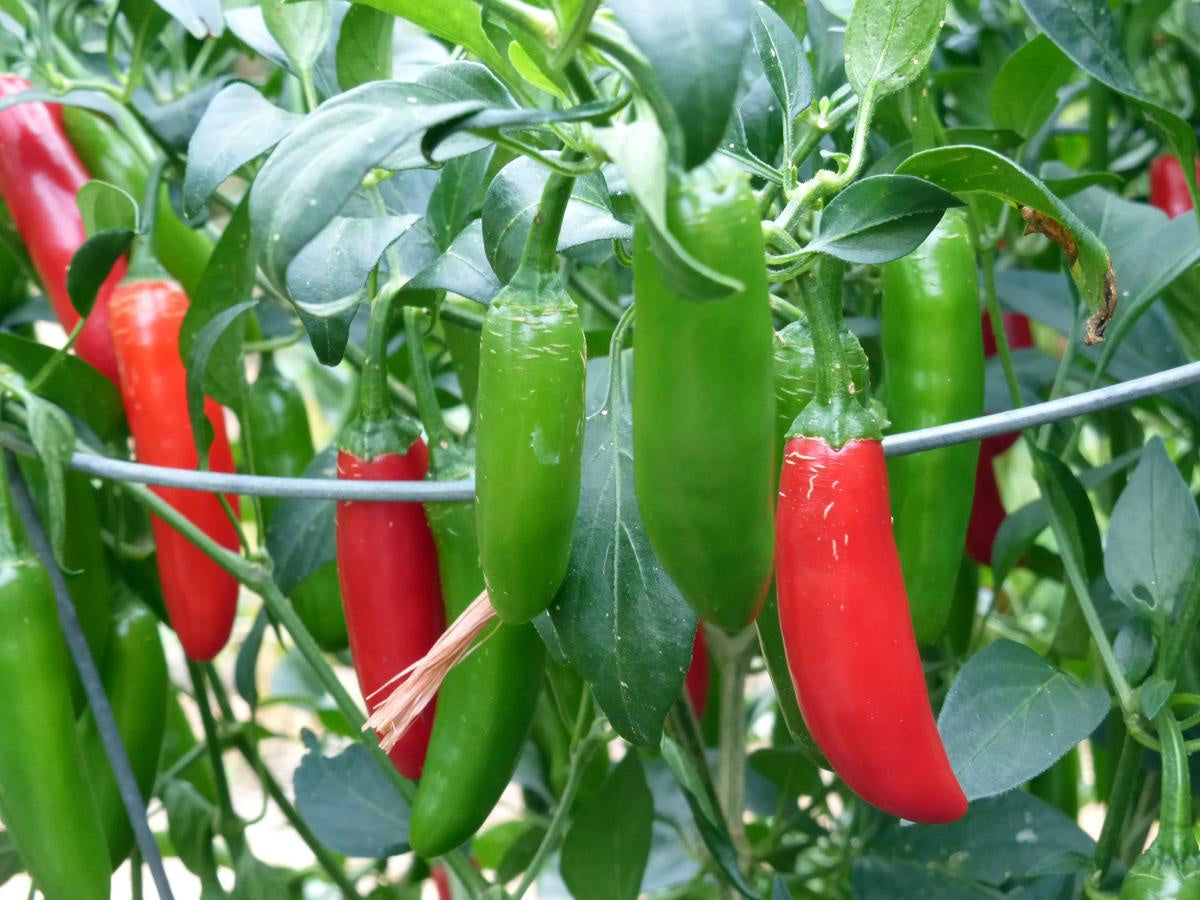 Pepper, Hot 'Serrano Tampiqueno' Southern Exposure Seed Exchange - Organic