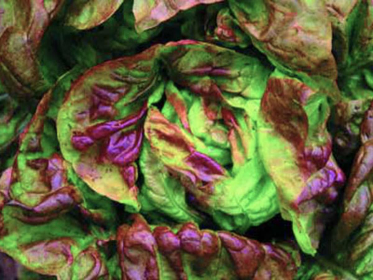Lettuce, Butterhead 'Bibb-Yugoslavian Red' Souther Exposure Seed Exchange - Organic