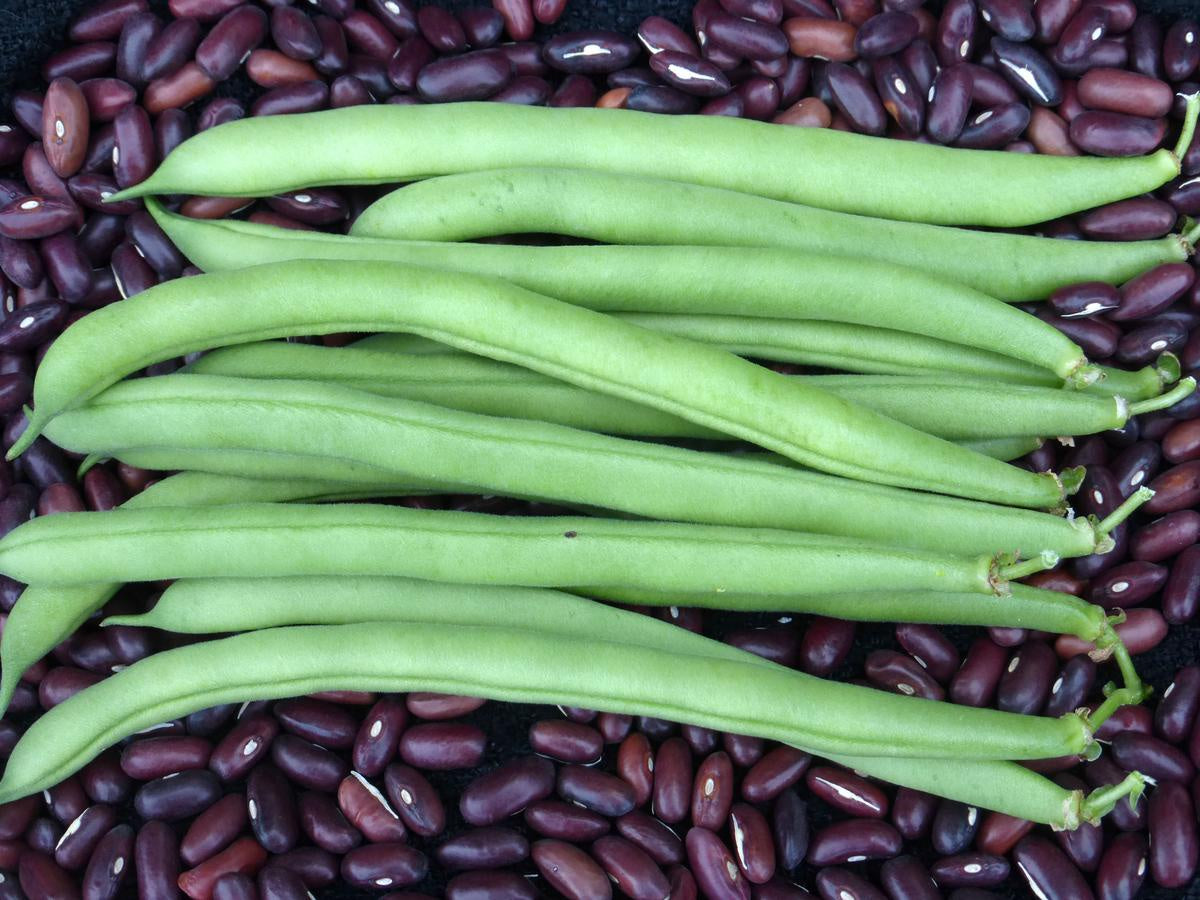 Bush Snap Bean 'Provider' Southern Exposure Seed Exchange - Organic