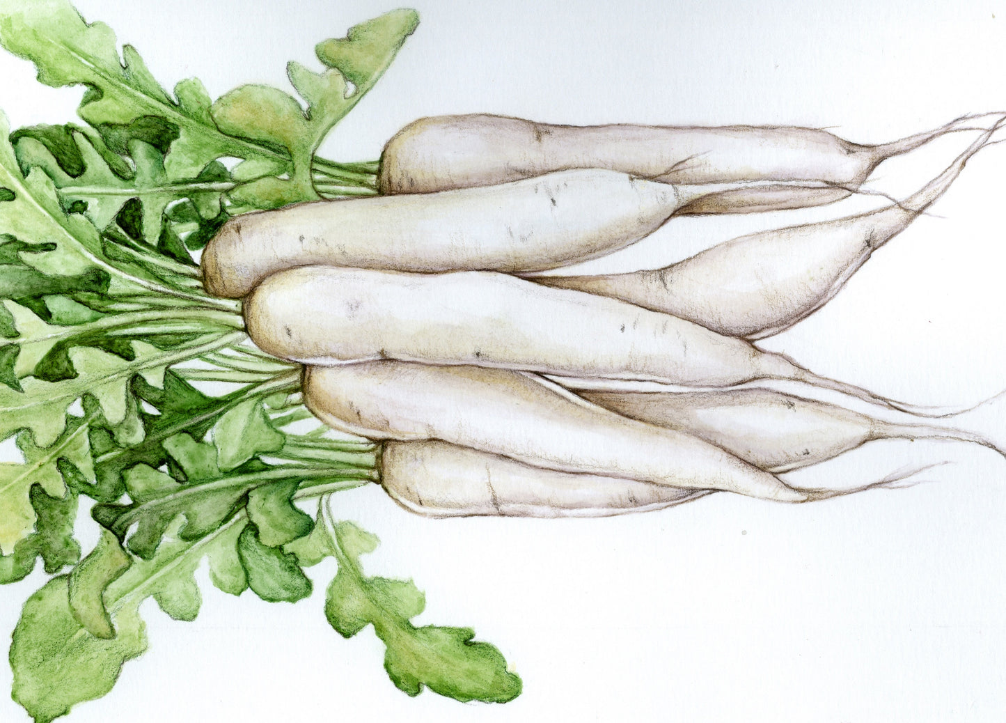 Raphanus sativus - Miyashige White Daikon Fall Radish - Southern Exposure Seed Exchange - Organic