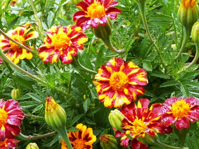 Marigold 'Red Metamorph' Southern Exposure Seed Exchange - Organic