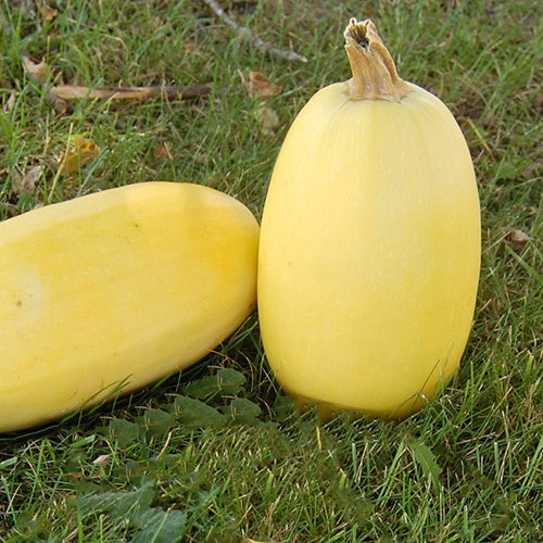 Squash (Winter) 'Spaghetti' - Seed Savers Exchange