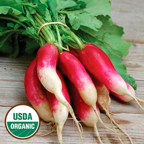 Radish 'French Breakfast' - Seed Savers Exchange - Organic
