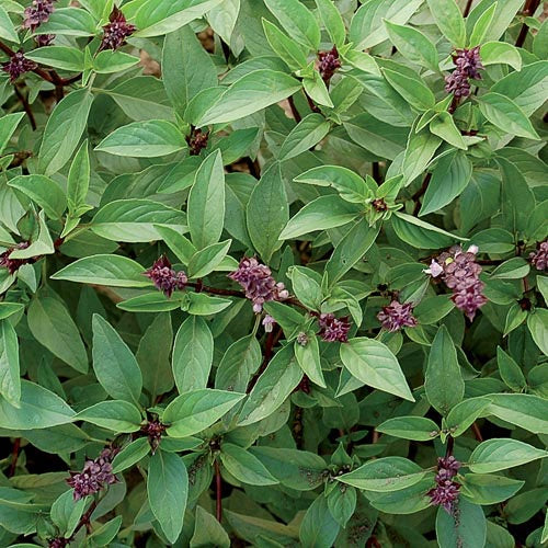 Basil 'Thai' - Seed Savers Exchange-Organic