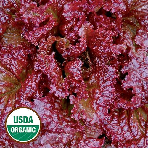 Lettuce (Looseleaf) 'Red Velvet' - Seed Savers Exchange - Organic