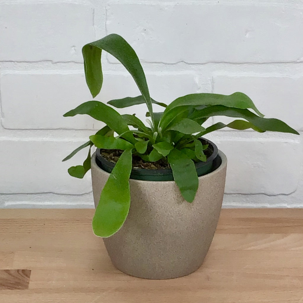 Fern Staghorn - 4in - LB