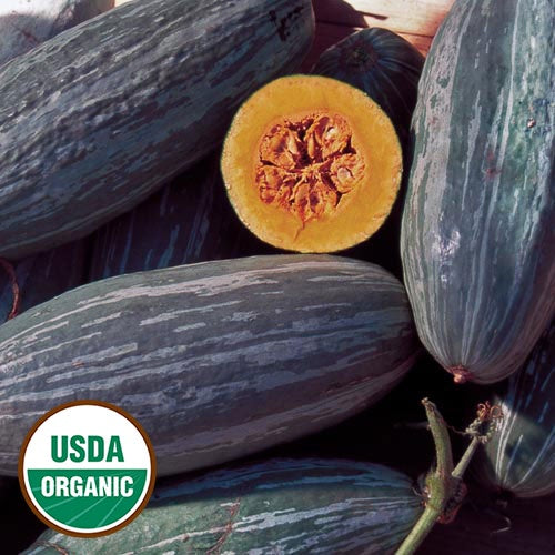 Squash (Winter) 'Guatemalan Blue Banana' - Seed Savers Exchange - Organic
