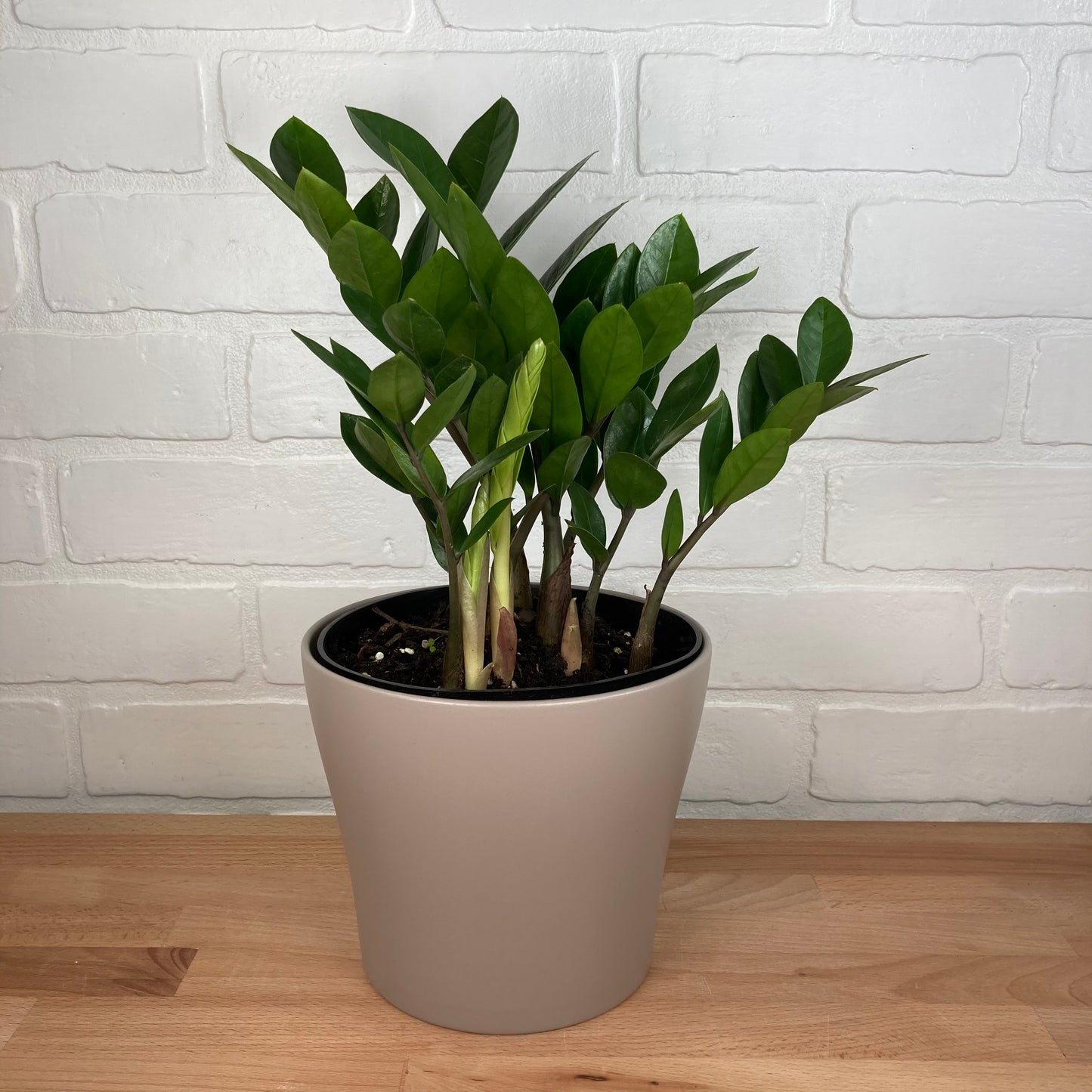 Zamioculcas - 6in - LB