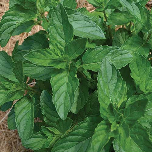 Mint 'Spearmint' - Seed Savers Exchange