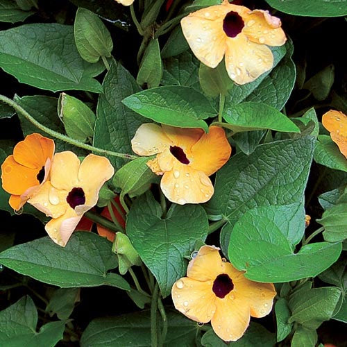 Black-Eyed Susan Vine - Seed Savers Exchange