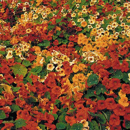 Nasturtium 'Tip Top' - Seed Savers Exchange