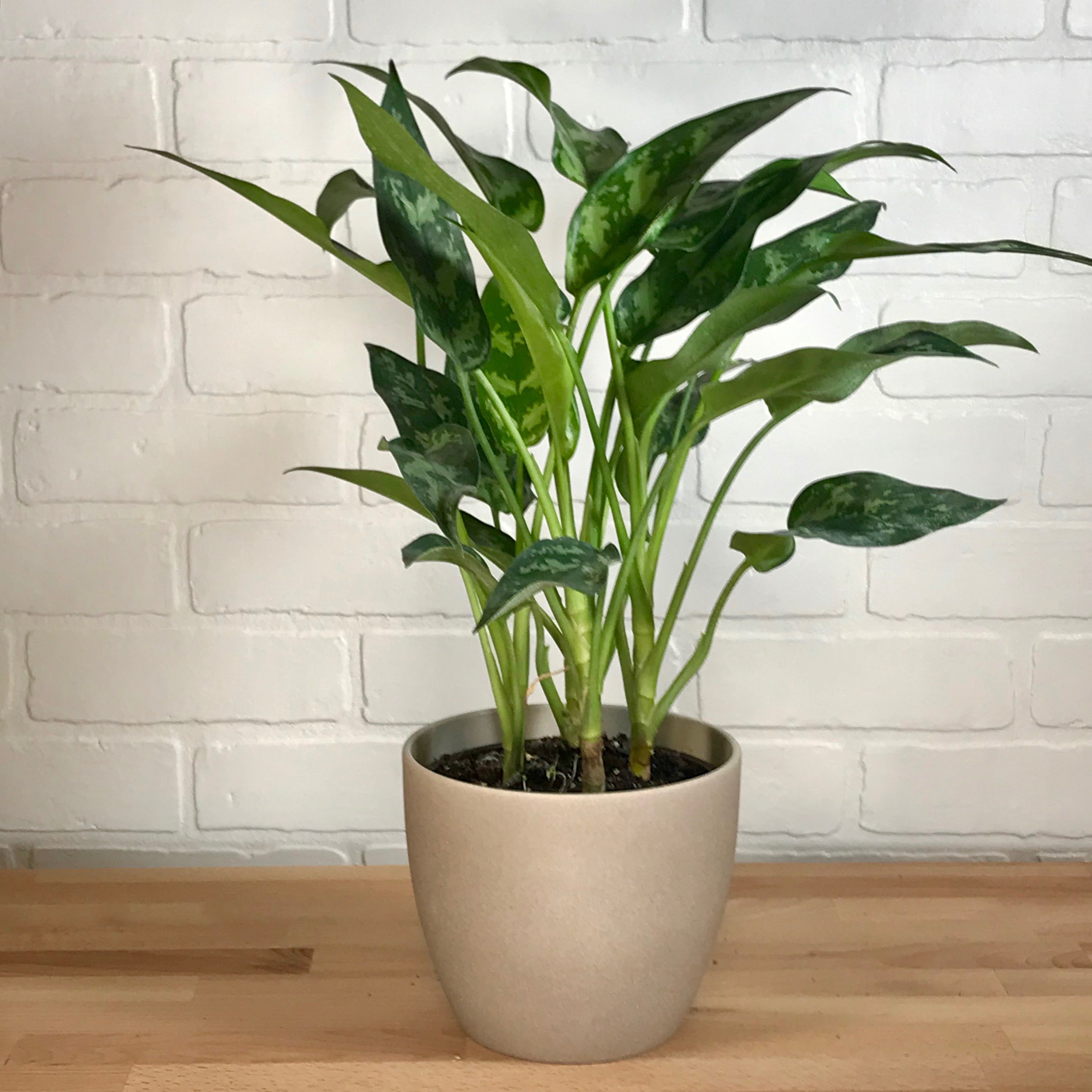 aglaonema emerald beauty Aglaonema 'Emerald Beauty' - 6in