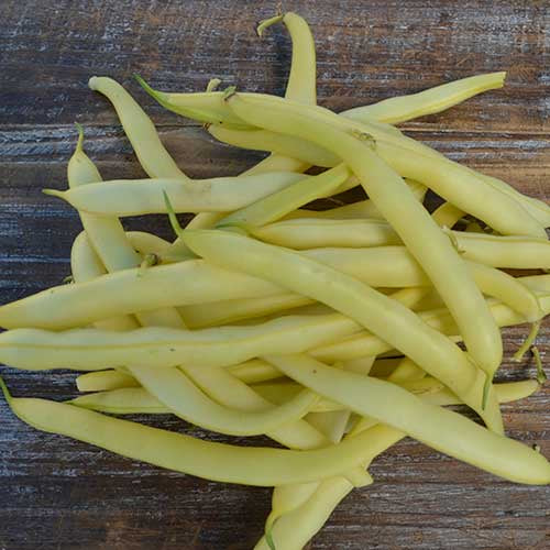 Bean (Bush) 'Pencil Pod Golden Wax' - Organic- Seed Savers Exchange