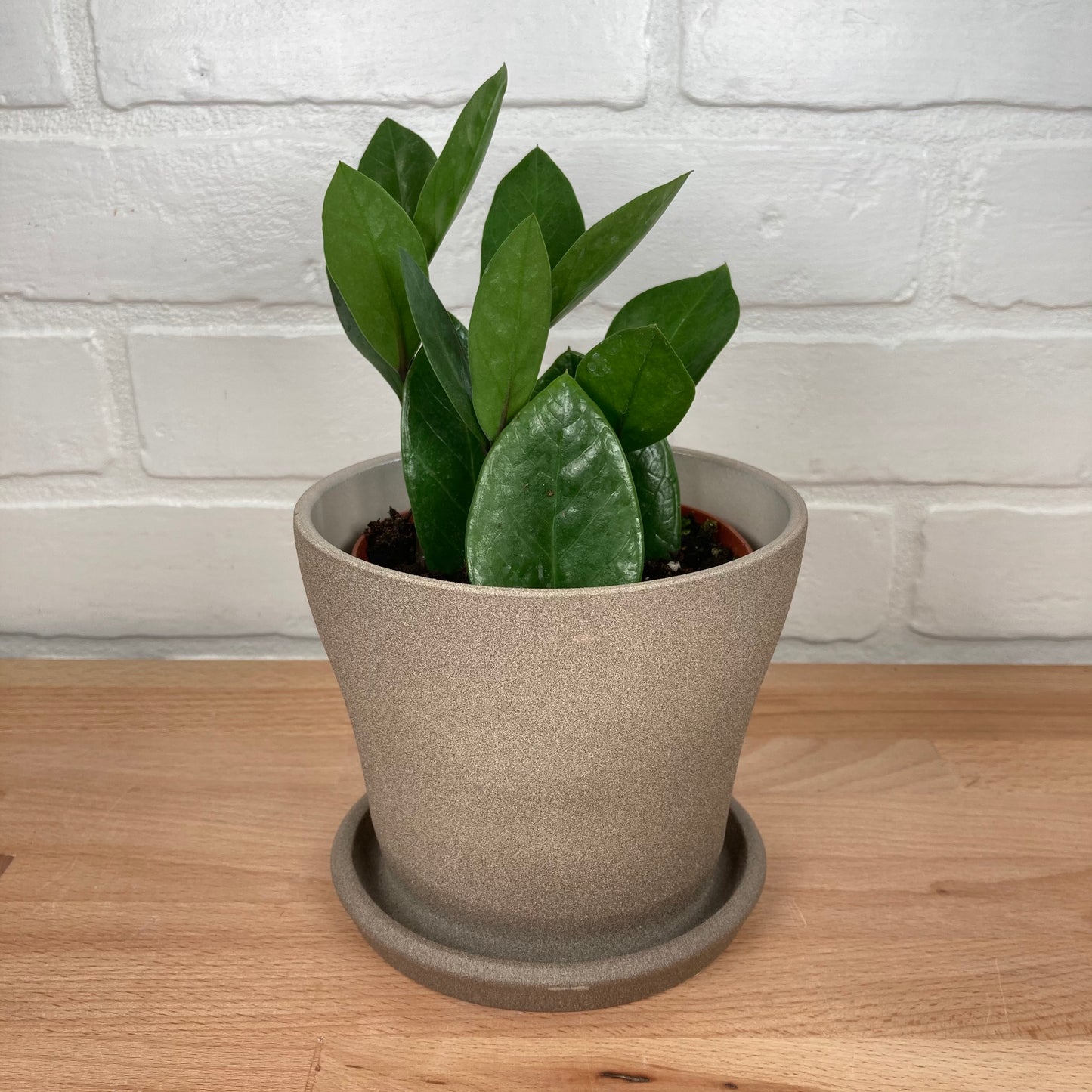 Zamioculcas - 4in - LB