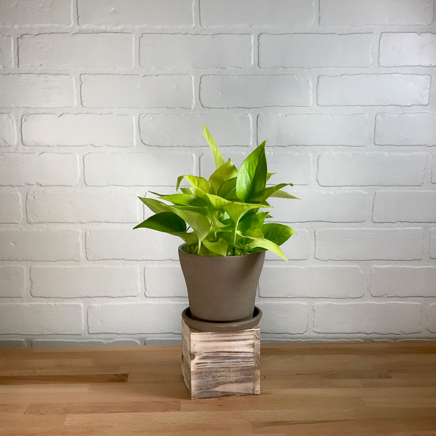 Pothos 'Neon' - 4in - LB