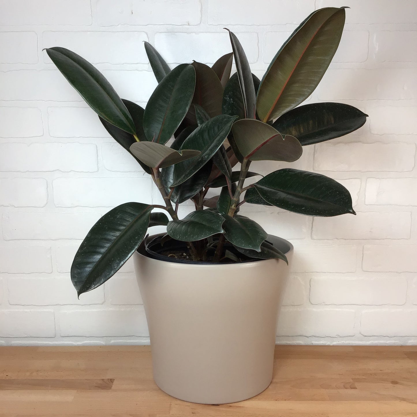 Ficus 'Robusta Burgundy' - 8in - LB