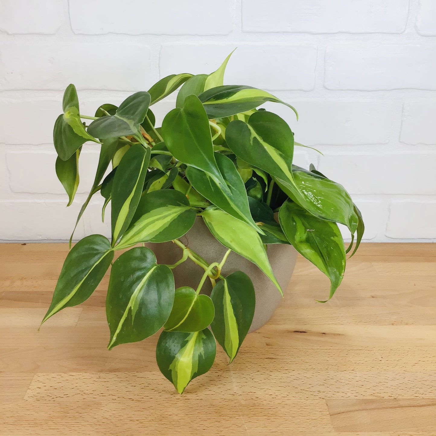 Philodendron 'Brasil' - 6in - LB