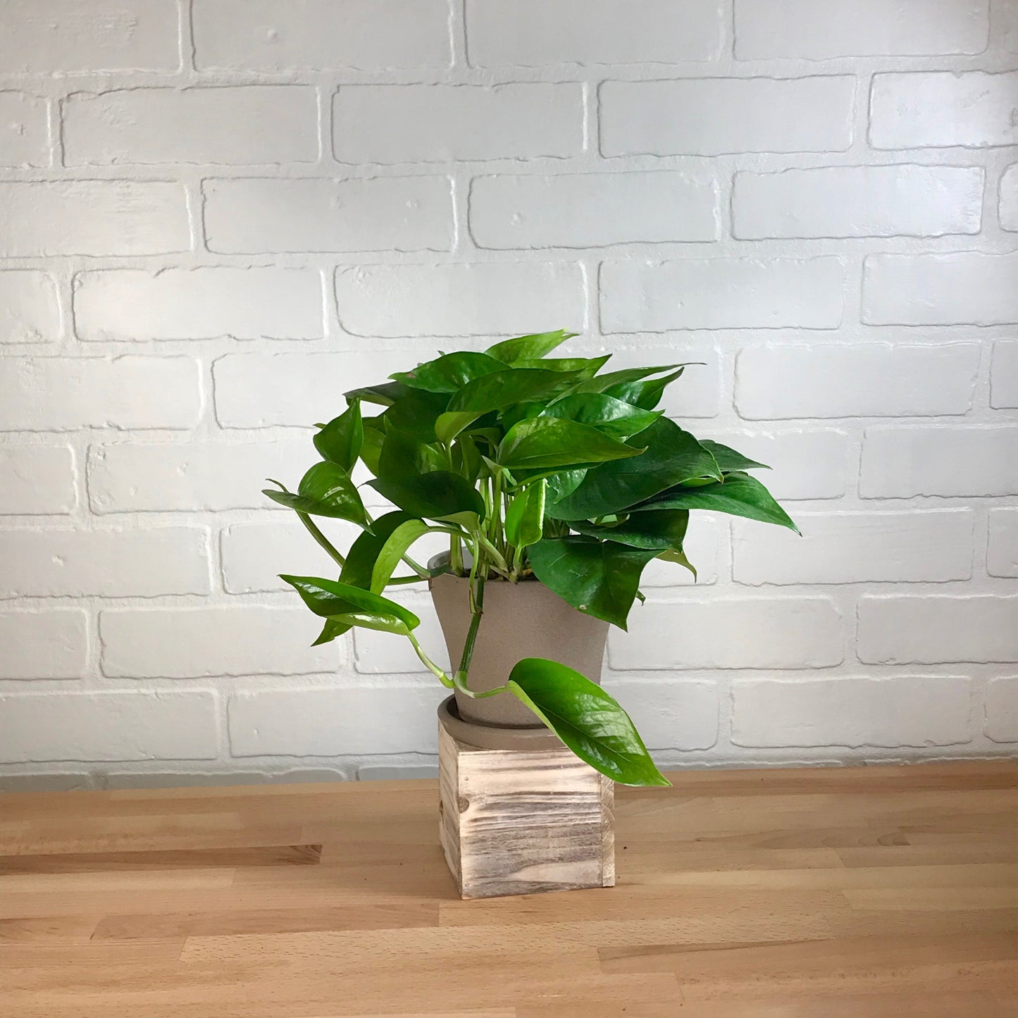 Pothos 'Jade' - LB
