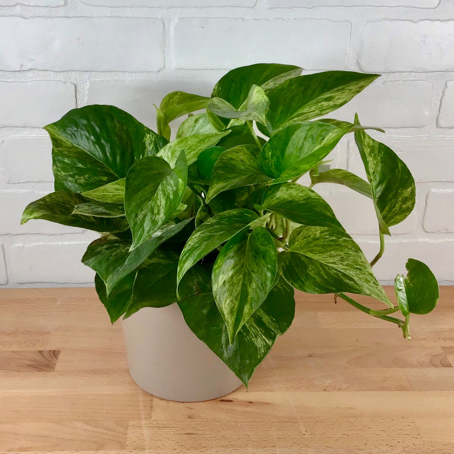 Pothos 'Marble Queen' - 6in - LB