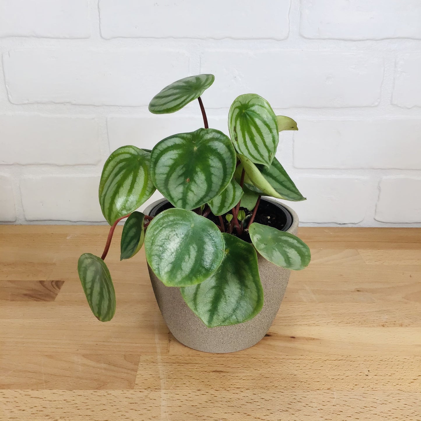 Peperomia Argyeria "Watermelon" - 4in - LB