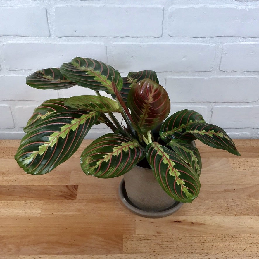 Maranta 'Red' - 4in - LB
