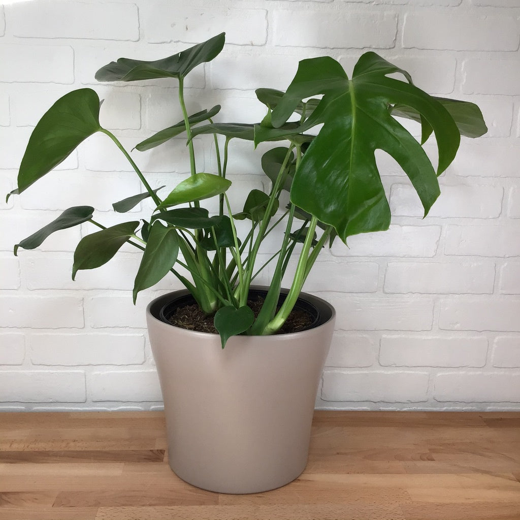 Monstera deliciosa Philodendron Splitleaf - 8in - LB