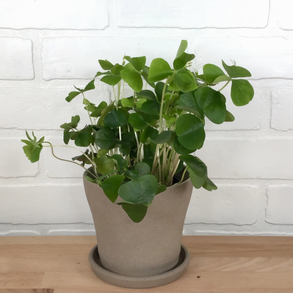 Oxalis Green - 4in - LB