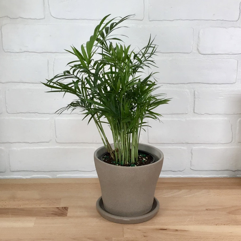 Palm 'Neanthe Bella' - 4in - LB
