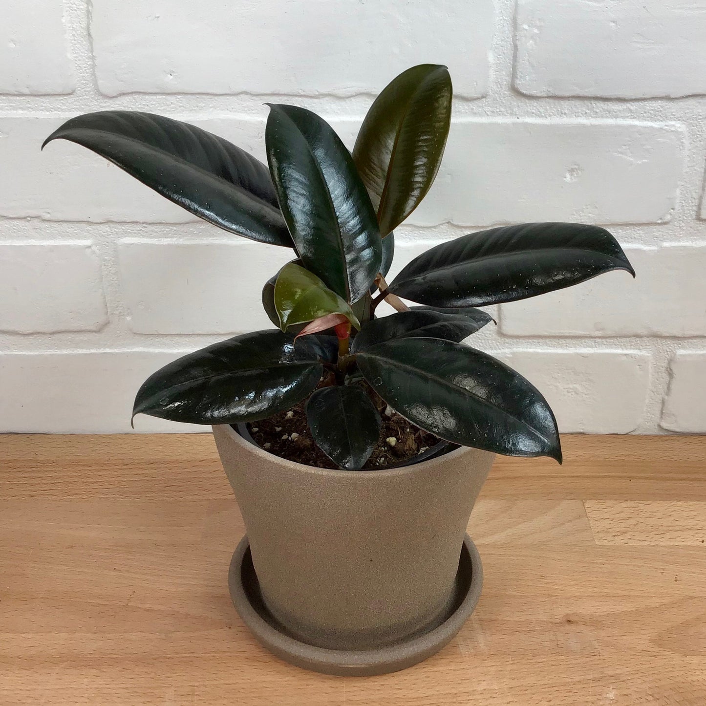 Ficus 'Robusta Burgundy' - 4in - LB