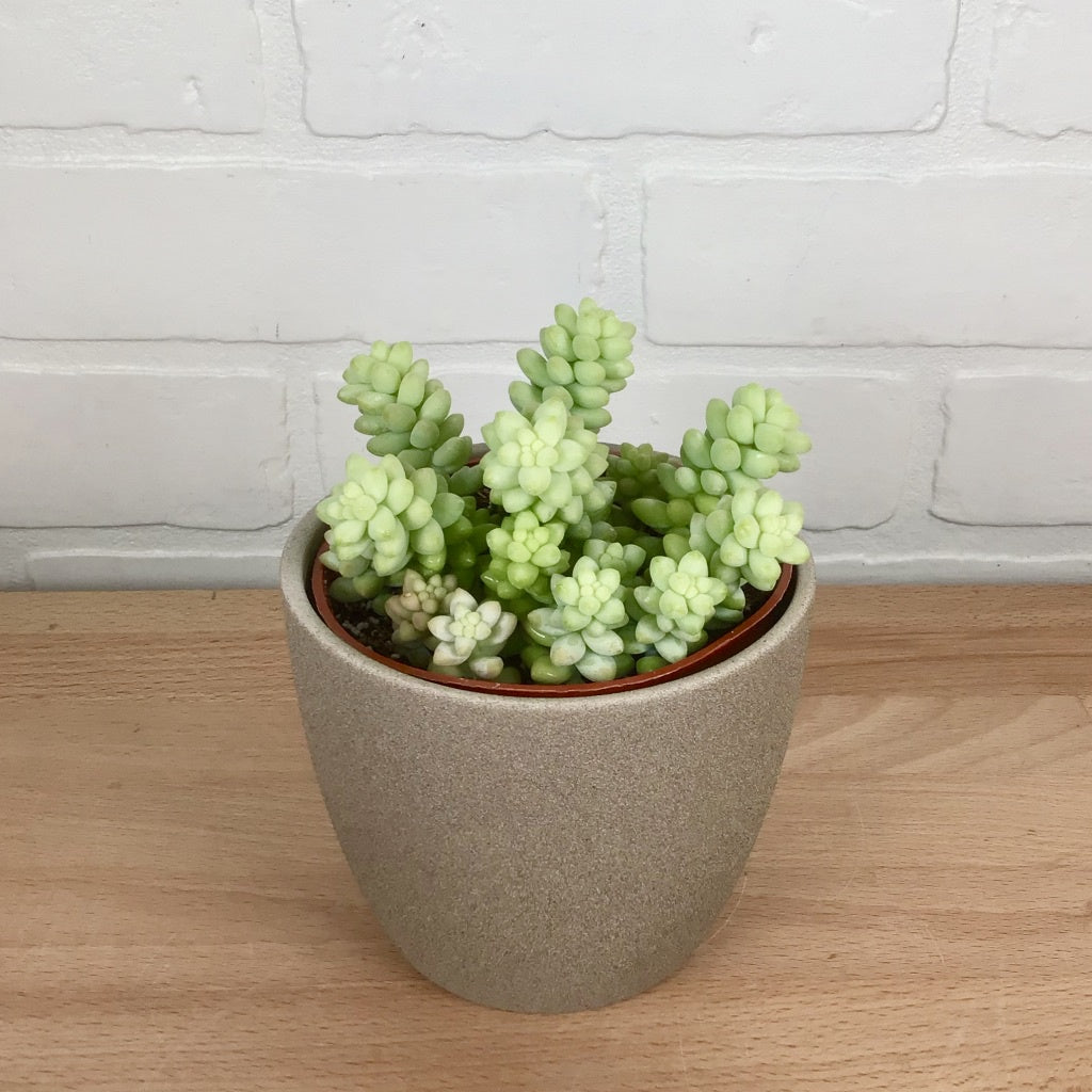 Sedum 'Burro Tail' - 4in - LB
