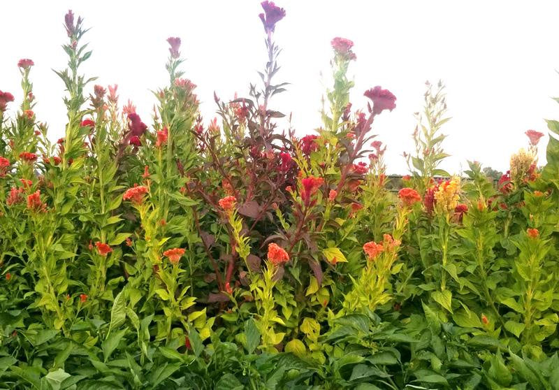 Celosia 'Tall Menagerie Mix' - Southern Exposure Seed Exchange - Organic