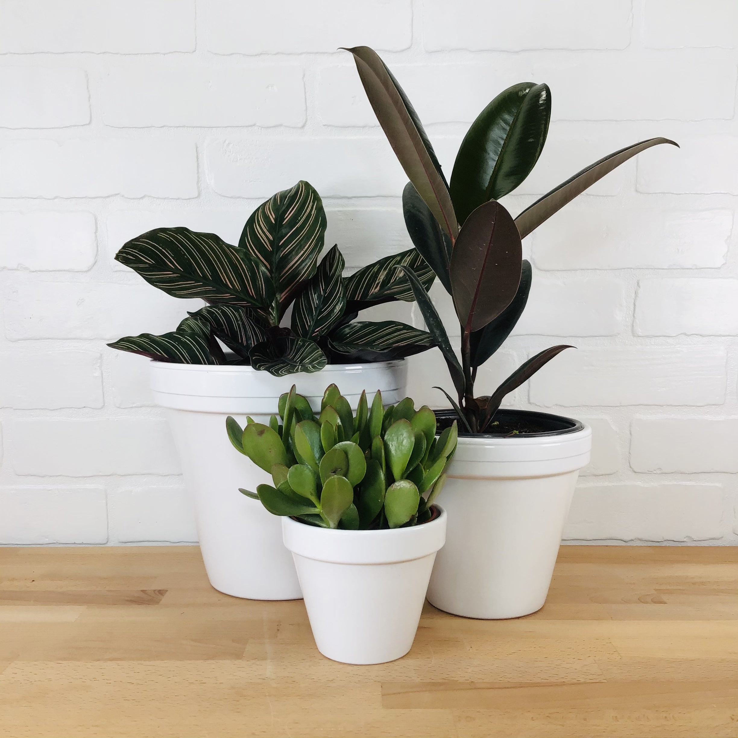 expensive pots for plants Ceramo Glazed Standard Pot