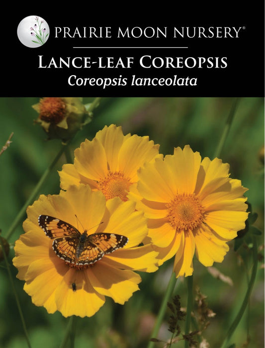 Lanceleaf Coreopsis (Coreopsis lanceolata) Seeds - Prairie Moon Nursery