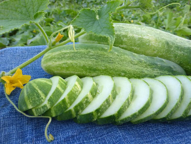 Cucumber 'Straight Eights' - Southern Exposure Seed Exchange - Organic