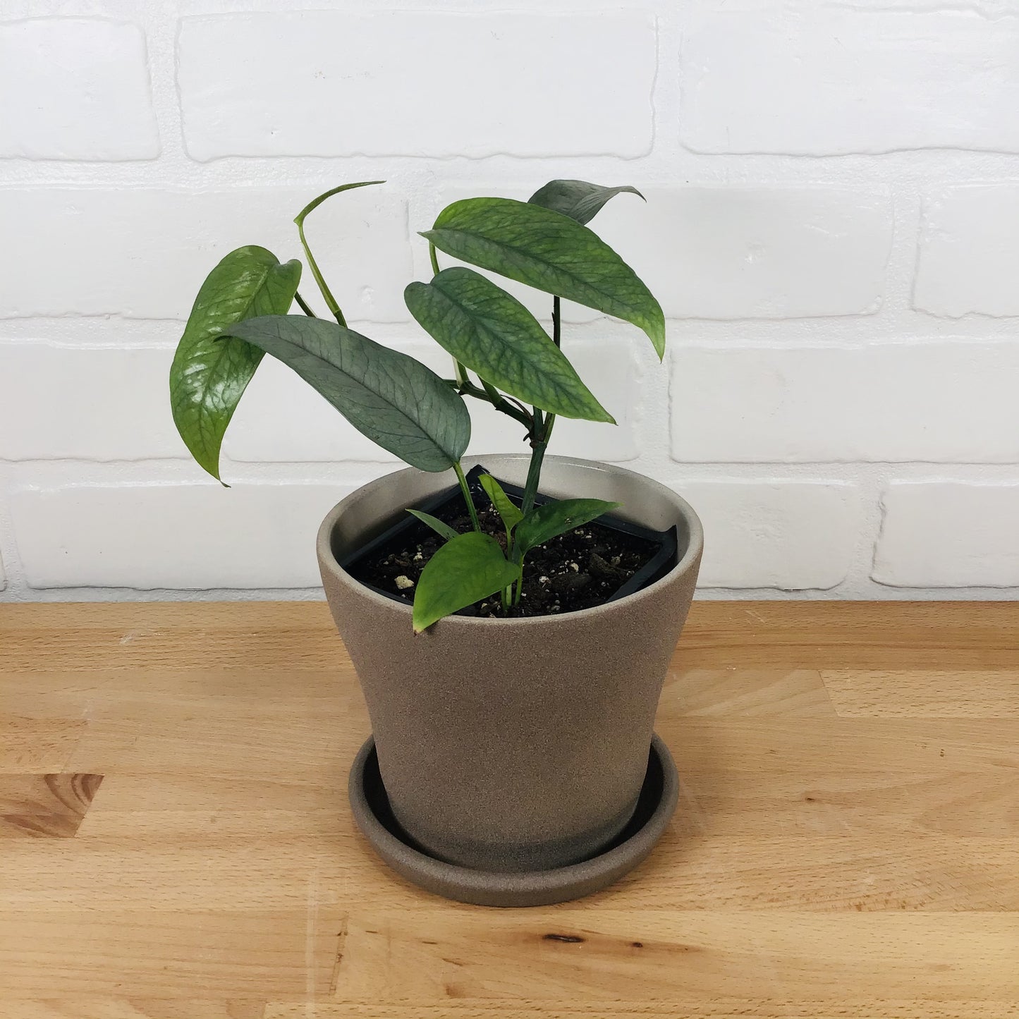 Pothos "Cebu Blue" - 4in - FP